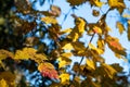 Gold Autumn Leaves with a Blue Sky Background Royalty Free Stock Photo