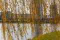 Gold autumn leaves of a weeping willow tree hanging over a Svislach river on a Island of Tears in Minsk. Royalty Free Stock Photo