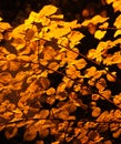 Gold autumn leves on dark blue sky background. Royalty Free Stock Photo