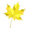 Gold autumn maple single leaf Royalty Free Stock Photo