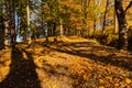 Gold autumn scenery in a forest with the sun casting beautiful rays of light through the foliage unto a footpath Royalty Free Stock Photo