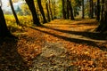 Gold autumn scenery in a forest with the sun casting beautiful rays of light through the foliage unto a footpath Royalty Free Stock Photo