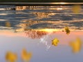 Gold Autumn sunset reflection in puddle water falling yellow leaves on  asphalt season rainy weather Royalty Free Stock Photo