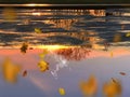 Gold Autumn sunset reflection in puddle water falling yellow leaves on  asphalt season rainy weather Royalty Free Stock Photo