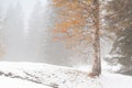 Gold autumn tree in snow alpine forest Royalty Free Stock Photo