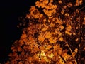 Gold autumn. Yellow maple leaves against the background of the night sky, lit by street lamps. Environmental Protection. Selective Royalty Free Stock Photo