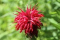 Gold balm  Monarda didyma Royalty Free Stock Photo