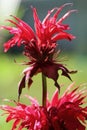 Gold balm  Monarda didyma Royalty Free Stock Photo