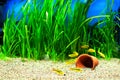 Gold Barb fish in an Aquarium Royalty Free Stock Photo