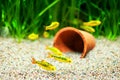Gold Barb fish in an Aquarium Royalty Free Stock Photo