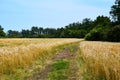Gold barley field stretched out on both sides of a pathway that leads into a forest in Jeju Island Royalty Free Stock Photo