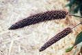 gold beard grass or Chrysopogon aciculatus , isolated