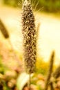 gold beard grass or Chrysopogon aciculatus , isolated