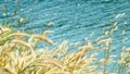 Gold beard grass Depending on the waterfront Royalty Free Stock Photo