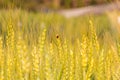 Gold beetle in barley fields Royalty Free Stock Photo