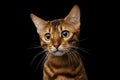 Gold Bengal Cat on Isolated black background