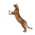 Bengal cat isolated on white background Royalty Free Stock Photo