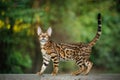 Bengal Cat outdoor Royalty Free Stock Photo