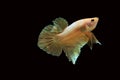 Gold betta fish, fighting fish , siamese fighting fish isolated