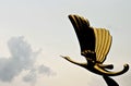Gold bird statue