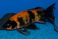 Gold and Black Butterfly Koi