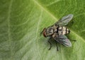 Gold and black fly resting on a leaf Royalty Free Stock Photo