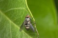 Gold and black fly resting on a leaf Royalty Free Stock Photo