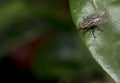 Gold and black fly resting on a leaf Royalty Free Stock Photo