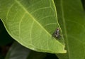 Gold and black fly resting on a leaf Royalty Free Stock Photo