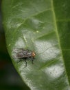 Gold and black fly resting on a leaf Royalty Free Stock Photo