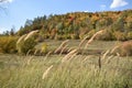 Field in The Wild Forest