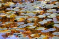 Gold Blue Lily Pads Reflections Van Dusen Gardens Royalty Free Stock Photo