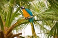 Gold And Blue Macaw Royalty Free Stock Photo