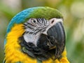 Gold and blue macaw close-up