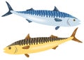 Gold and blue mackerel in the set