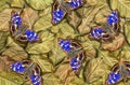 Gold and blue natural background. Bright colorful blue butterflies on golden leaves. golden fallen leaves. Purple emperor butterfl Royalty Free Stock Photo