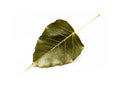 Bodhi leaves on white background