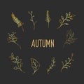Gold Botanic design elements. Drawings of plants in the style of doodle. Autumn vector decor