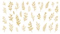 Gold branch leaf element set. Hand drawn sketch doodle golden leaves floral element for wedding background, elegant Royalty Free Stock Photo