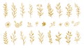 Gold branch leaf element set. Hand drawn sketch doodle golden leaves floral element for wedding background, elegant Royalty Free Stock Photo