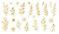 Gold branch leaf element set. Hand drawn sketch doodle golden leaves floral element for wedding background, elegant Royalty Free Stock Photo