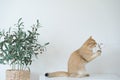 gold british cat kitten stand and play with feeling fun in living room Royalty Free Stock Photo