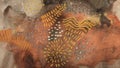 Gold and bronze grunge wall with doodle pen elements . Abstract painting blots background. Alcohol ink colors. Marble rust texture