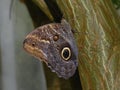 Owl Butterfly alight on a tree trunk