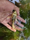 Gold butterfly koi fish in hand