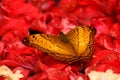 Gold butterfly on red flower Royalty Free Stock Photo