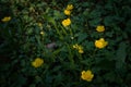 Gold buttons flowers, green grass and clovers background