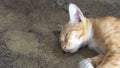 Gold cat sleeping on the cement floor so cute zoom in has copy s