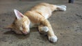 Gold cat sleeping on the cement floor macro photo