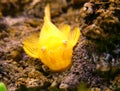 Gold catfish Royalty Free Stock Photo
